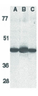 Caspase-13 Antibody in Western Blot (WB)