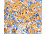 Caspase-4 Antibody in Immunohistochemistry (Paraffin) (IHC (P))