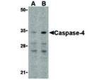 Caspase-4 Antibody in Western Blot (WB)