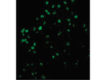 Caspase-4 Polyclonal Antibody