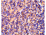 Caspase-4 Antibody in Immunohistochemistry (Paraffin) (IHC (P))