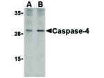 Caspase-4 Antibody in Western Blot (WB)