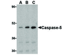 Caspase-5 Antibody in Western Blot (WB)