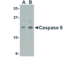Caspase-6 Antibody in Western Blot (WB)