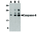 Caspase-6 Antibody in Western Blot (WB)