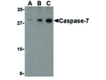 Caspase-7 Antibody in Western Blot (WB)