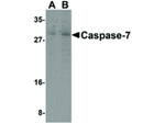 Caspase-7 Antibody in Western Blot (WB)