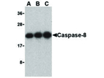 Caspase-8 Antibody in Western Blot (WB)