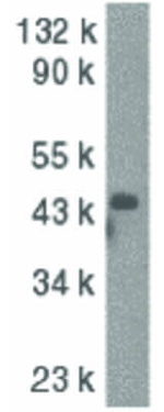 Caspase-9 Polyclonal Antibody