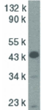 Caspase-9 Antibody in Western Blot (WB)