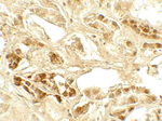 CASR Antibody in Immunohistochemistry (Paraffin) (IHC (P))
