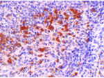 Cathelicidin Antibody in Immunohistochemistry (Paraffin) (IHC (P))