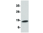 Cathelicidin Antibody in Western Blot (WB)