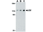 Cbl Antibody in Western Blot (WB)