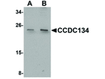 CCDC134 Antibody in Western Blot (WB)