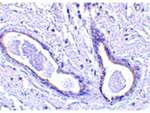 CCDC98 Polyclonal Antibody