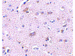 CDNF Antibody in Immunohistochemistry (Paraffin) (IHC (P))