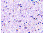 CDNF Antibody in Immunohistochemistry (Paraffin) (IHC (P))