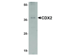 CDX2 Antibody in Western Blot (WB)