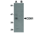CD81 Antibody in Western Blot (WB)