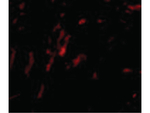 CDCA8 Antibody in Immunocytochemistry (ICC/IF)