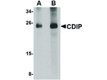 CDIP Antibody in Western Blot (WB)
