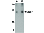 CDIP Antibody in Western Blot (WB)