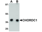 CHORDC1 Antibody in Western Blot (WB)