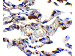 cIAP Antibody in Immunohistochemistry (Paraffin) (IHC (P))