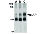 cIAP Antibody in Western Blot (WB)