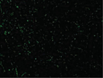 CIDE-A Polyclonal Antibody
