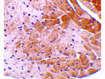 CIDE-A Antibody in Immunohistochemistry (Paraffin) (IHC (P))
