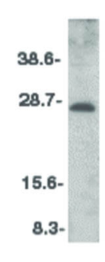 CIDE-A Antibody in Western Blot (WB)
