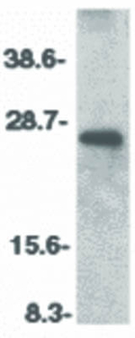 CIDE-B Polyclonal Antibody