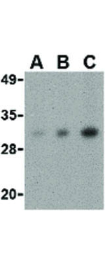 CIDE-B Antibody in Western Blot (WB)