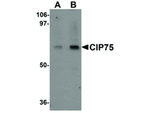 CIP75 Antibody in Western Blot (WB)