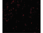 CLDN1 Antibody in Immunocytochemistry (ICC/IF)