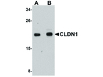 CLDN1 Antibody in Western Blot (WB)