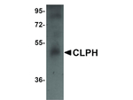 CLPH Antibody in Western Blot (WB)