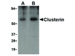 Clusterin Antibody in Western Blot (WB)