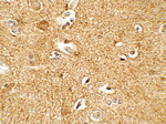 CRH Antibody in Immunohistochemistry (Paraffin) (IHC (P))