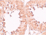 CRISP2 Antibody in Immunohistochemistry (Paraffin) (IHC (P))