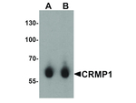 CRMP1 Antibody in Western Blot (WB)