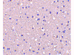 CRMP1 Antibody in Immunohistochemistry (Paraffin) (IHC (P))