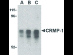 CRMP1 Antibody in Western Blot (WB)