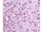 CRMP1 Antibody in Immunohistochemistry (Paraffin) (IHC (P))