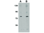 CRMP1 Antibody in Western Blot (WB)