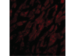 CRTH2 Polyclonal Antibody