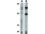 CRTH2 Antibody in Western Blot (WB)