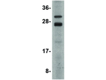 CSN8 Polyclonal Antibody